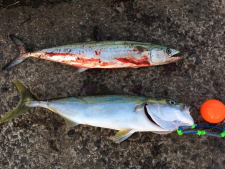 高砂エリア☆台風後調査〜