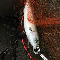 朝まづめショアジギング