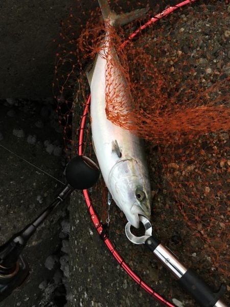 朝まづめショアジギング