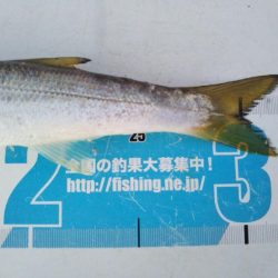 阿南市の椿泊でタチウオとアカカマス