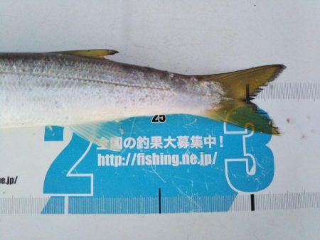 阿南市の椿泊でタチウオとアカカマス