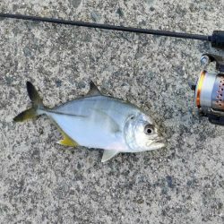 濁りの淡路島、アオリイカ反応なし