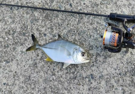 濁りの淡路島、アオリイカ反応なし