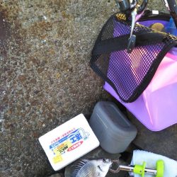 初めての大物黒鯛（チヌ）