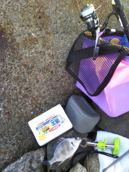 初めての大物黒鯛（チヌ）