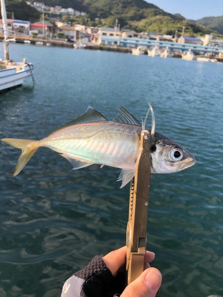 アジはやっぱり福良