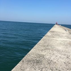 15ヒット11キャッチ したしぶりにハマチ釣れました