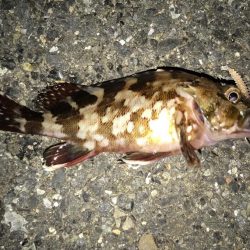 短時間釣行のつもりが…