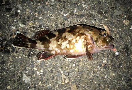 短時間釣行のつもりが…