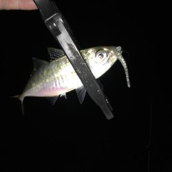 湾奥中アジ狩り