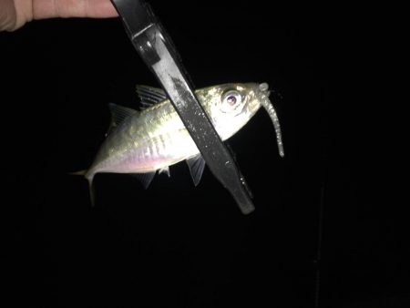 湾奥中アジ狩り