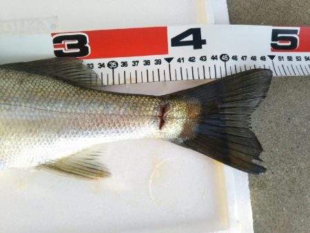 阿南市の大野突堤でタチウオとシーバス