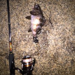 メバルの時期到来か？