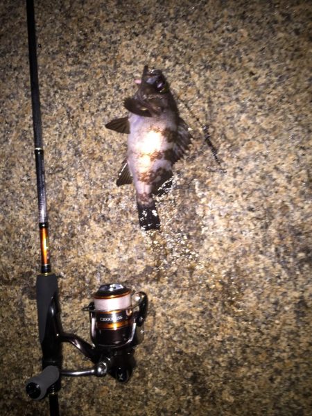 メバルの時期到来か？