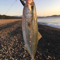 大里松原海岸 ハマチ 3匹