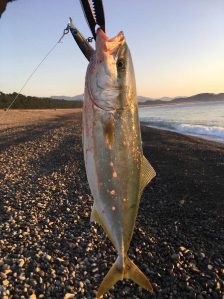 大里松原海岸 ハマチ 3匹