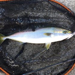 青物ボイル多数