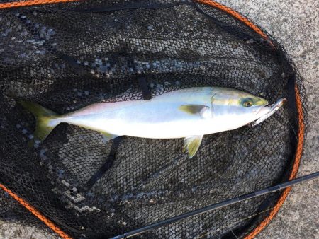 青物ボイル多数