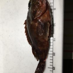 まさかの大ガッシー!