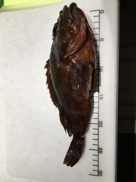 まさかの大ガッシー!