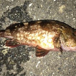 アジングの後のイナダ狙い