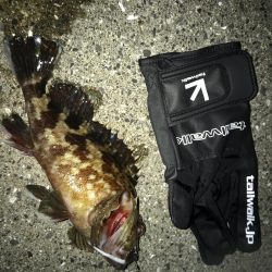 ロックフィッシュ