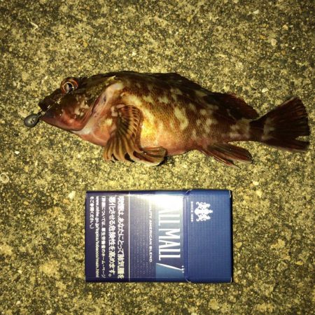 ボイルオキアミで