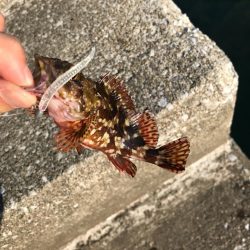 お昼からぼちぼちライトゲーム