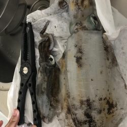 まずめエギング！