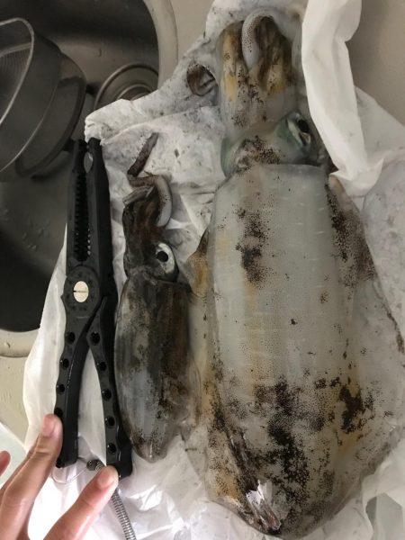 まずめエギング！