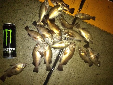 メバルいいサイズ