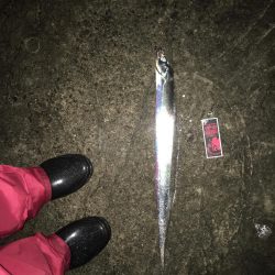 タチウオ爆釣❗️