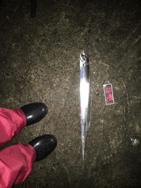 タチウオ爆釣❗️