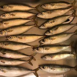 アジングからの太刀魚、のはずが…