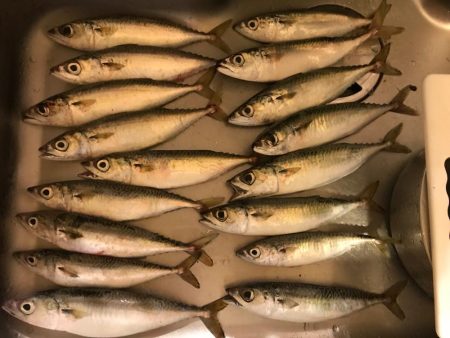 アジングからの太刀魚、のはずが…