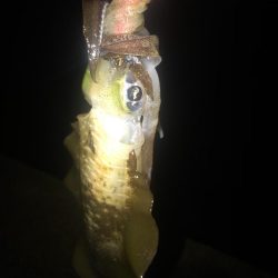 3.5号から3号にサイズダウンで数釣り成功