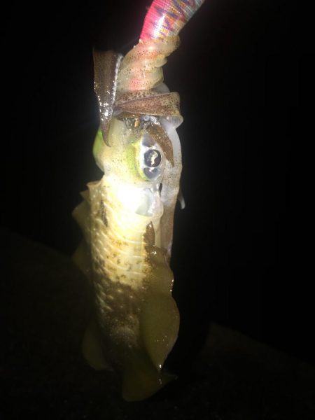 3.5号から3号にサイズダウンで数釣り成功