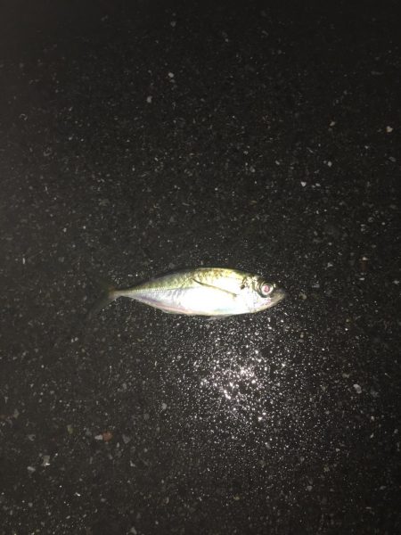 雨のアジング！