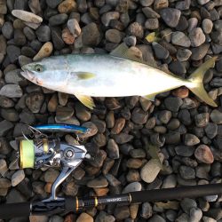 大里松原海岸 ハマチ1 ヒラセイゴ2