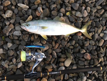 大里松原海岸 ハマチ1 ヒラセイゴ2