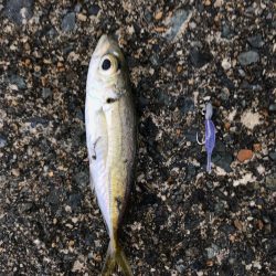 メバダート1インチ  青色を使う。