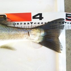 阿南市の大野突堤でタチウオとシーバス