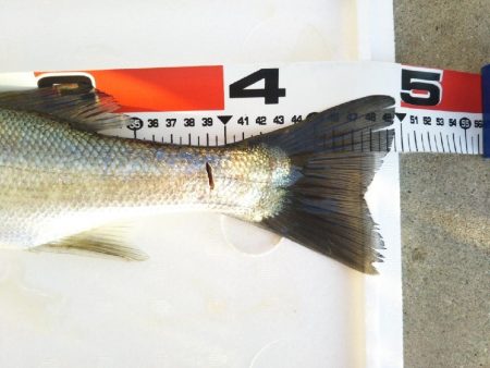 阿南市の大野突堤でタチウオとシーバス