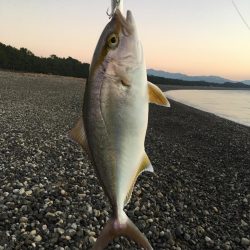 大里松原海岸 ハマチ5+2 シオ1