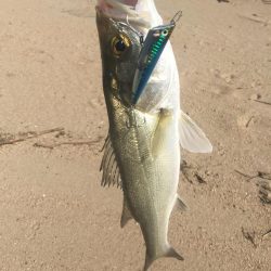 トップシーバス