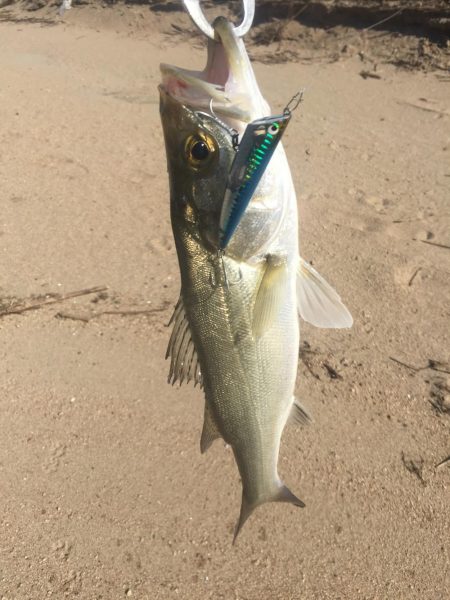 トップシーバス