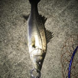 シーバス入れ食い