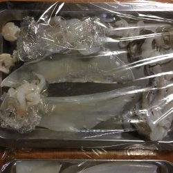 コウイカとアオリイカ