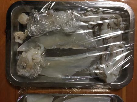 コウイカとアオリイカ