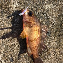 メバダート1インチ青色。